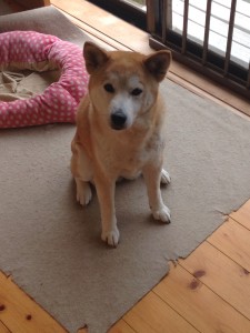 実家の愛犬